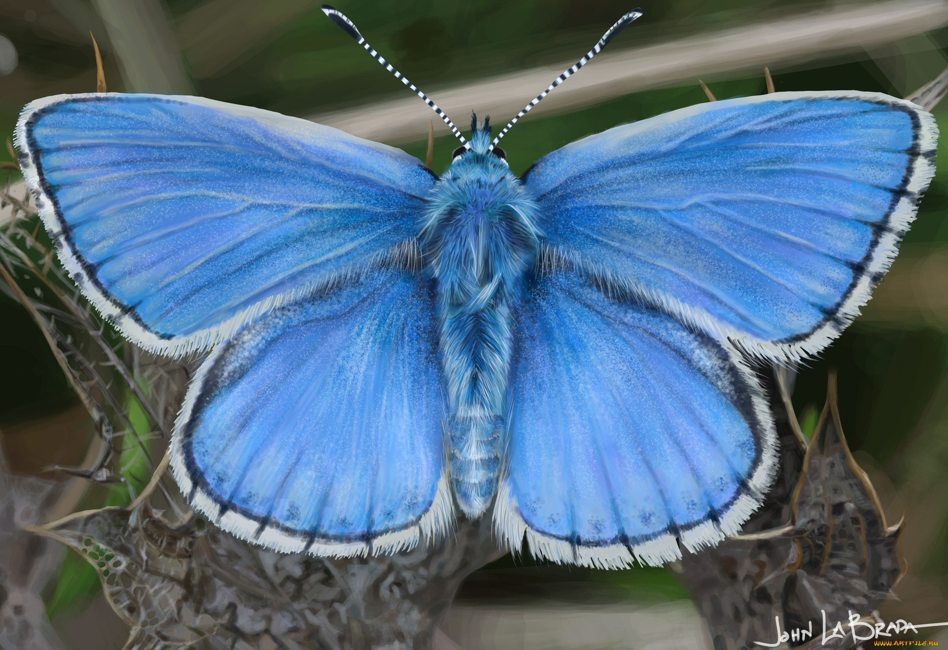 john labrada, , ,  , blue, butterfly
